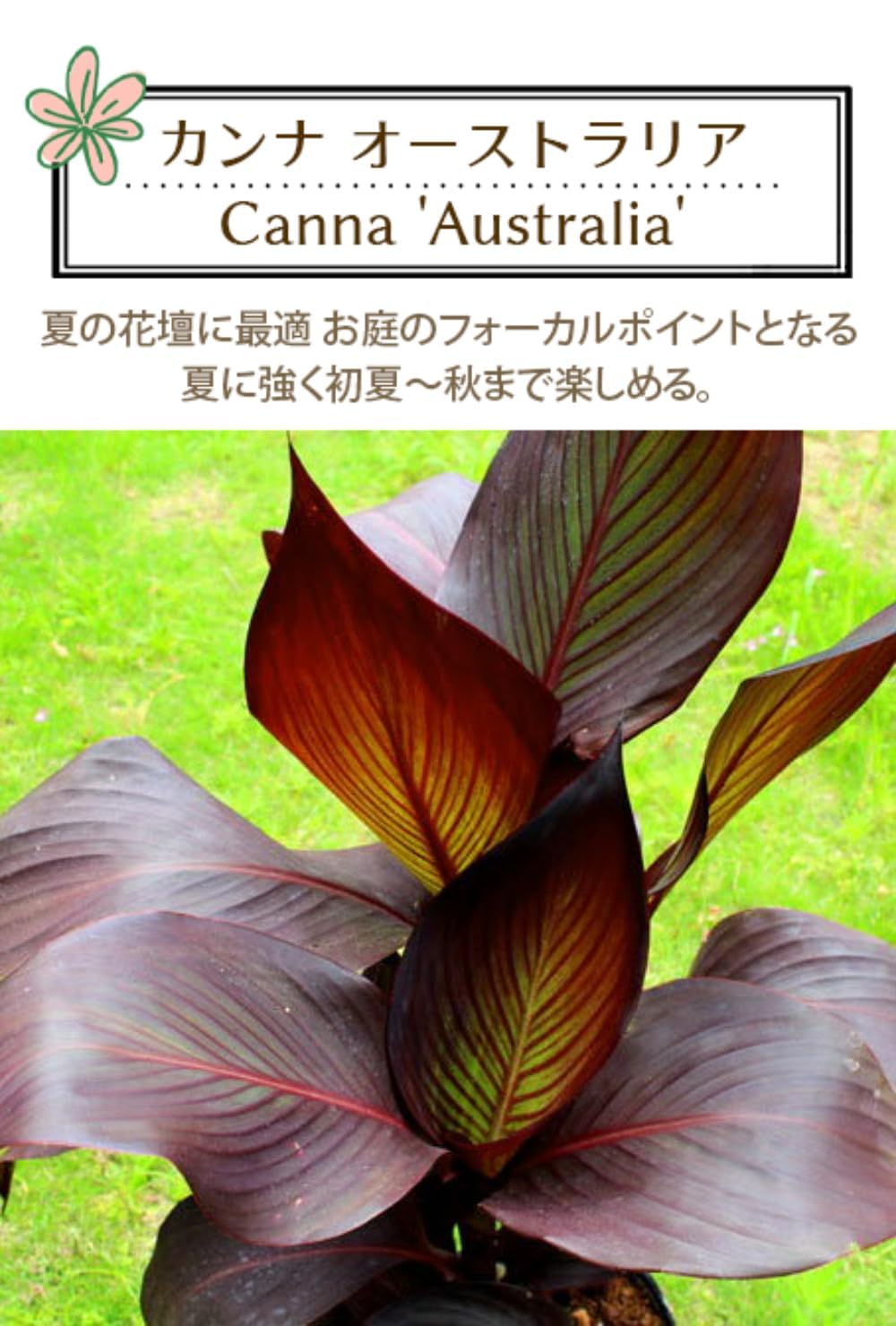 ゆみりん様ご依頼品 ブラックリーフカンナ オーストラリア苗 球根 Amazon.co.jp: World Fantasy Garden 苗 カンナ オーストラリア 1鉢2芽