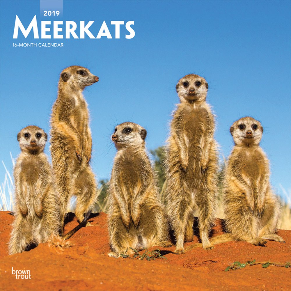 Meerkats 2019 12 x 12 Inch Monthly Square Wall Calendar, Wildlife Animals (Multilingual Edition)