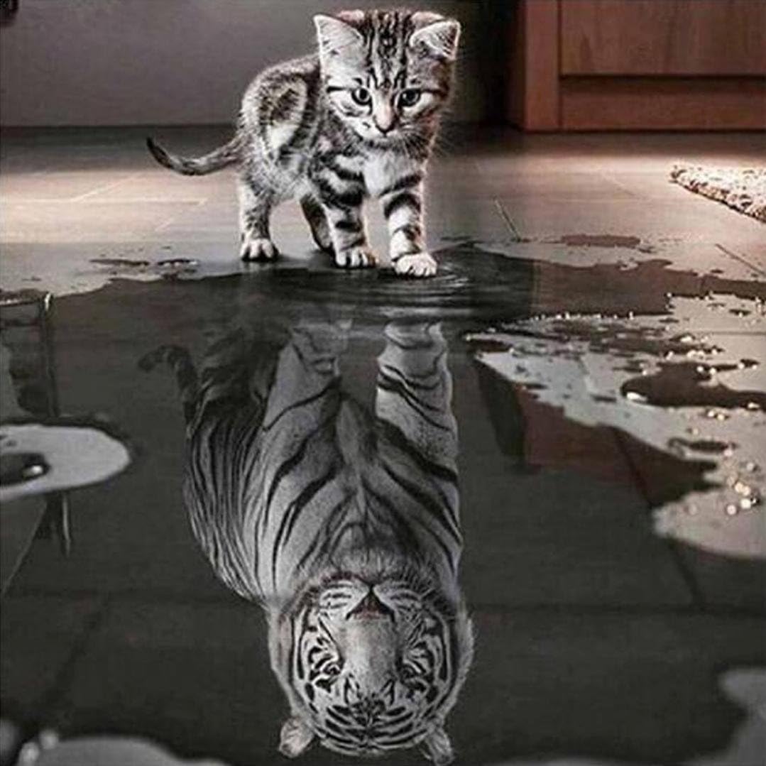 Woaills 5D Diamond Embroidery Painting Cross Stitch,Cat and Tiger DIY Home Decor Craft Square 11.81 Inches (Multicolor)
