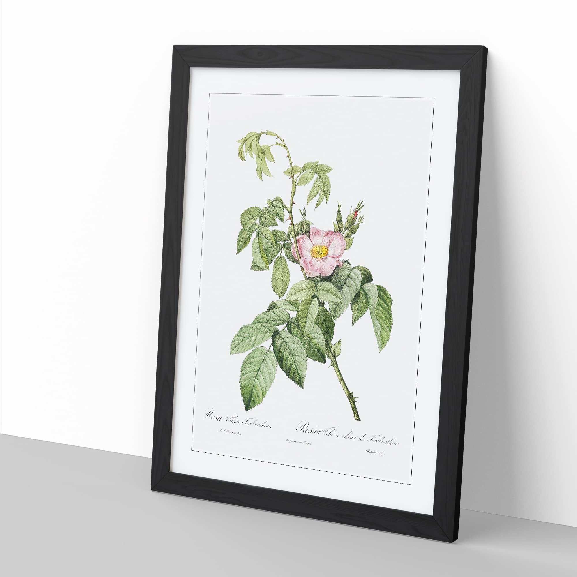 Apple Rose In Pink By Pierre Joseph Redoute Vintage Framed Wall Art Print - Image 2
