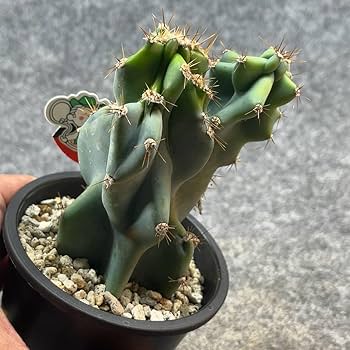 Amazon.co.jp: 鉢ごと発送セレウス 岩石獅子 Cereus jamacaru3.5