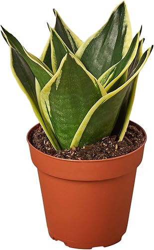 House Plant Shop  Snake 'Black Gold' - Maceta de 4 pulgadas  Planta de interior viva  Fácil de cuidar  Planta de decoración natural  Grandes regalos