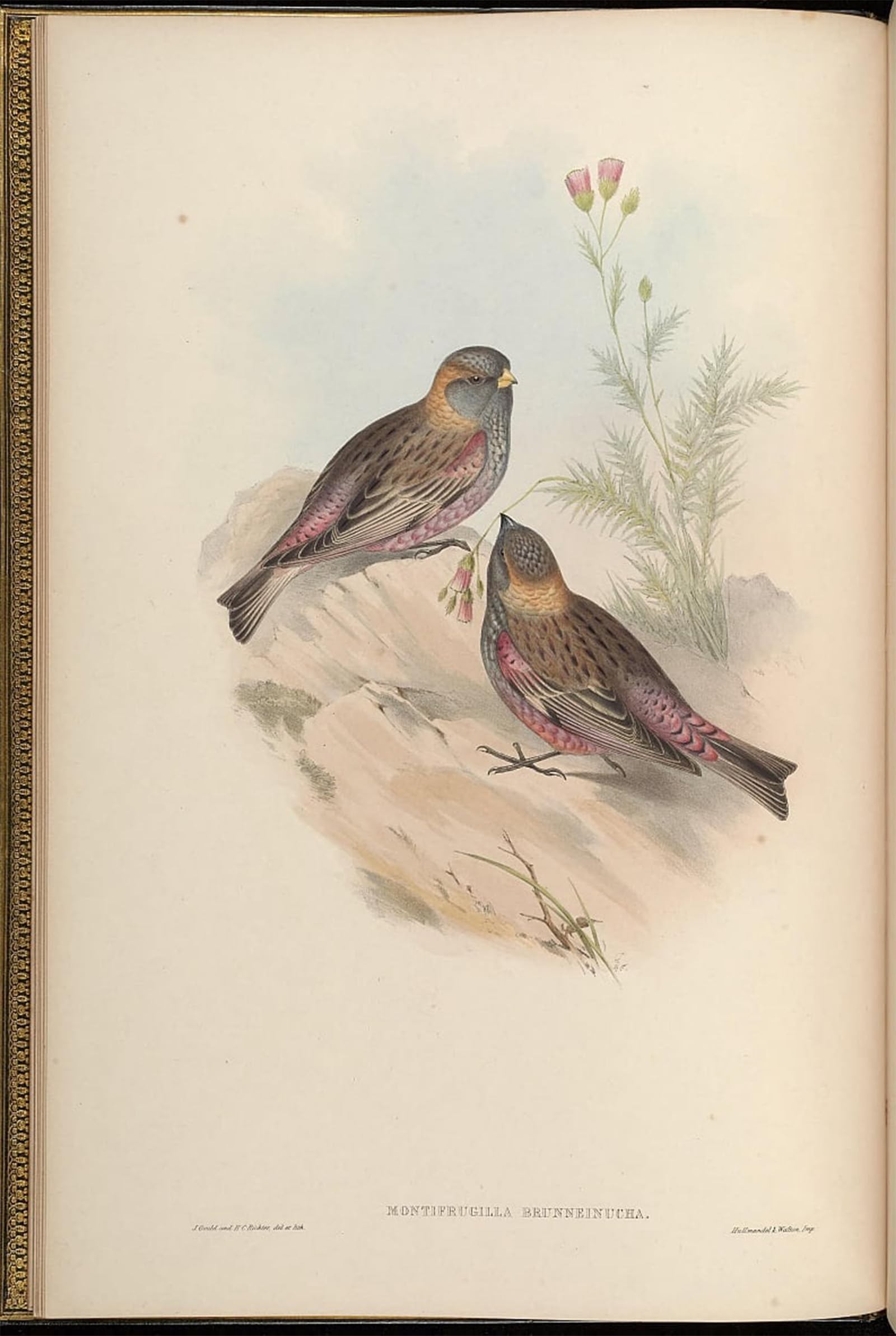 Serendipitp No Frame Abstract Painting Mural Print Picture Wall Decor Painting Animal Bird By John Gould Vintage Wall Artwork For Home Decor 60X90cm