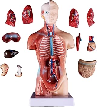 Torso Human Internal Organs Heart Anatomy Model Medical Teaching Aids Skeleton 15 Removable Parts Skeleton Human Torso Anatomy Model - Torso Anatomy Doll Human Body Model 28CM
