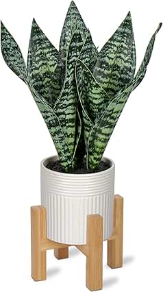Briful Faux Sansevieria Plant Potted Snake Fake Plant 14'' Realistic Artificial Snake Plant in White Ceramic Pot with Wood...
