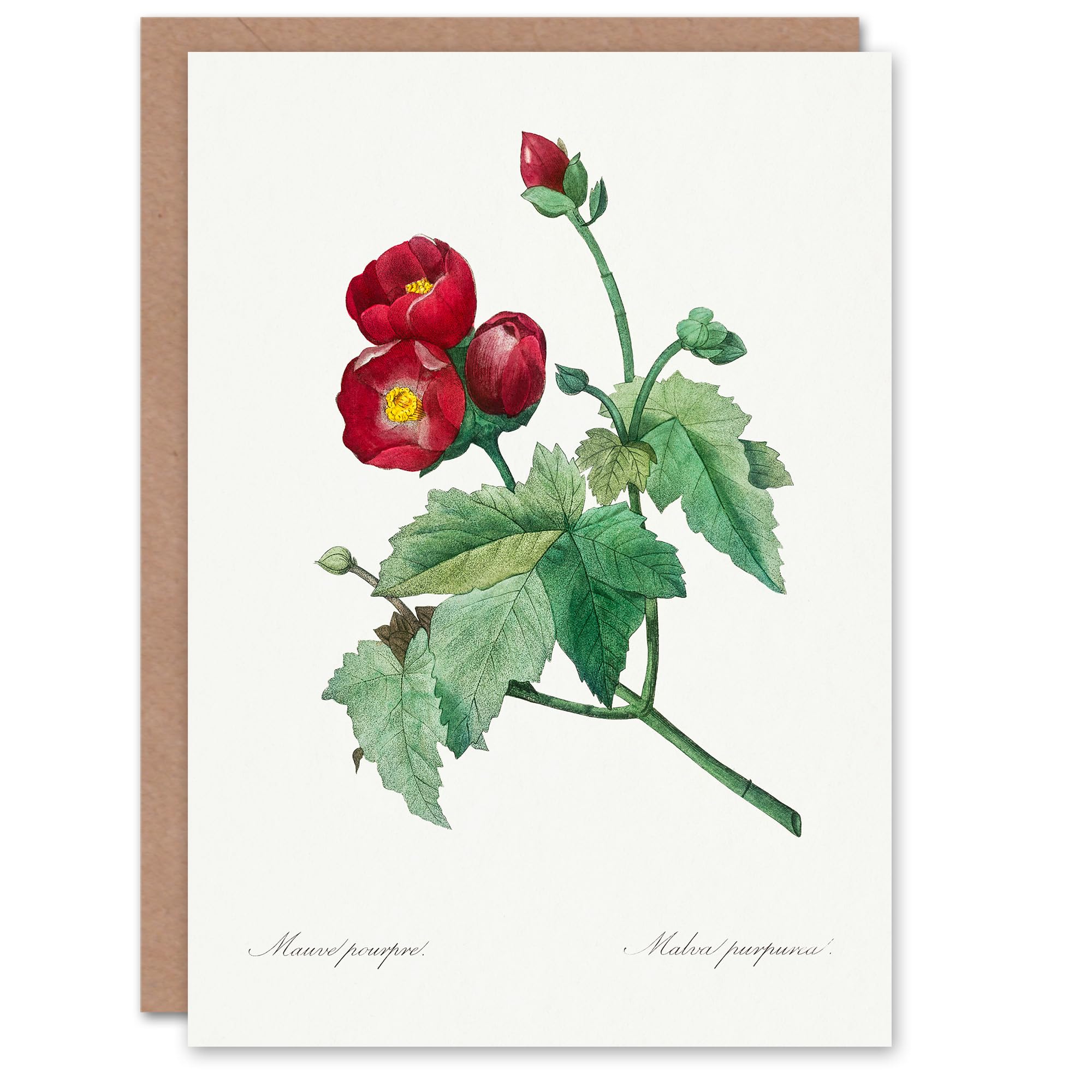 Artery8 Pierre-Joseph Redouté Art Card Callirhoe Poppy Mallow Flower