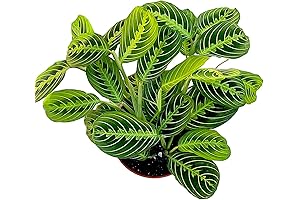 Hopewind Plants Shop- Lemon Lime Prayer Plant, Lemon Lime Maranta, popular and...