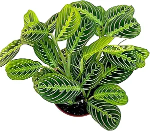 Live Plant, Lemon Lime Maranta Prayer Plant, Pet Friendly, Air Purifying Plant, Easy Care, Easy t...