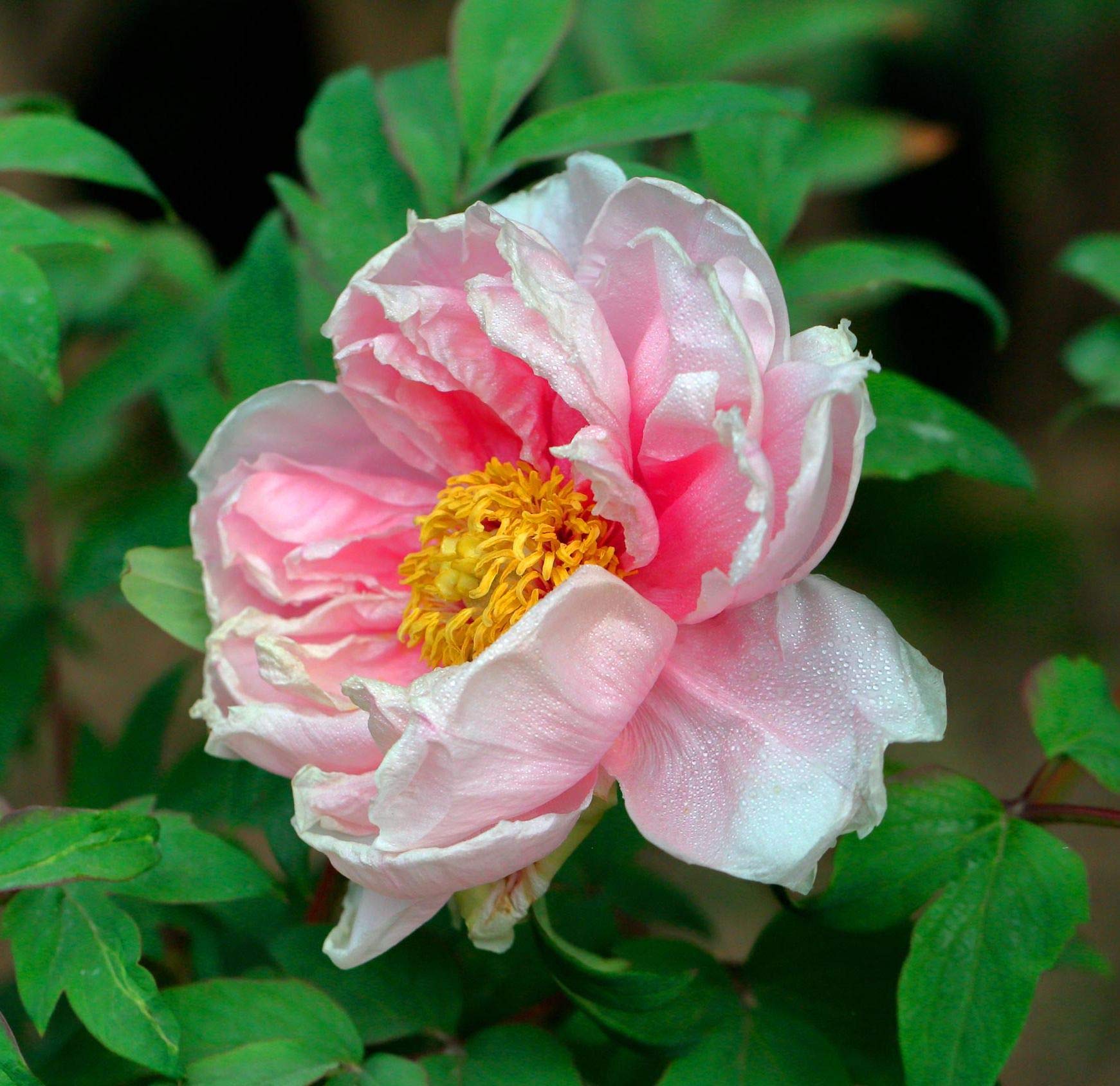25 Pcs Mixed Peony Seeds Perennial Plant Flower Sundry Peony