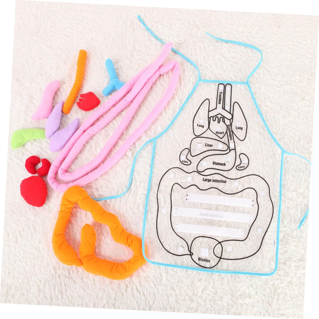 Mikinona Delantal de Órganos del Cuerpo Humano 3D para Niños, Herramienta Cognitiva Educativa Órganos en Plástico, Adecuado para Aprendizaje en Preescolar y Uso en Casa