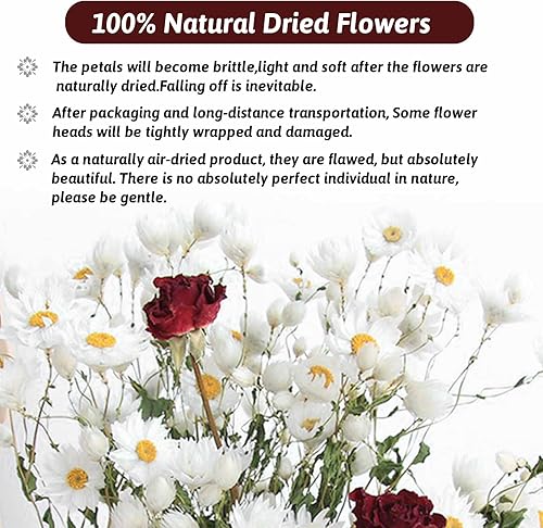 Miniatura 3 de Ramo de flores de margaritas secas, más de 150 flores blancas secas, girasoles artificiales, arreglos de margaritas naturales Gerber de 17 pulgadas