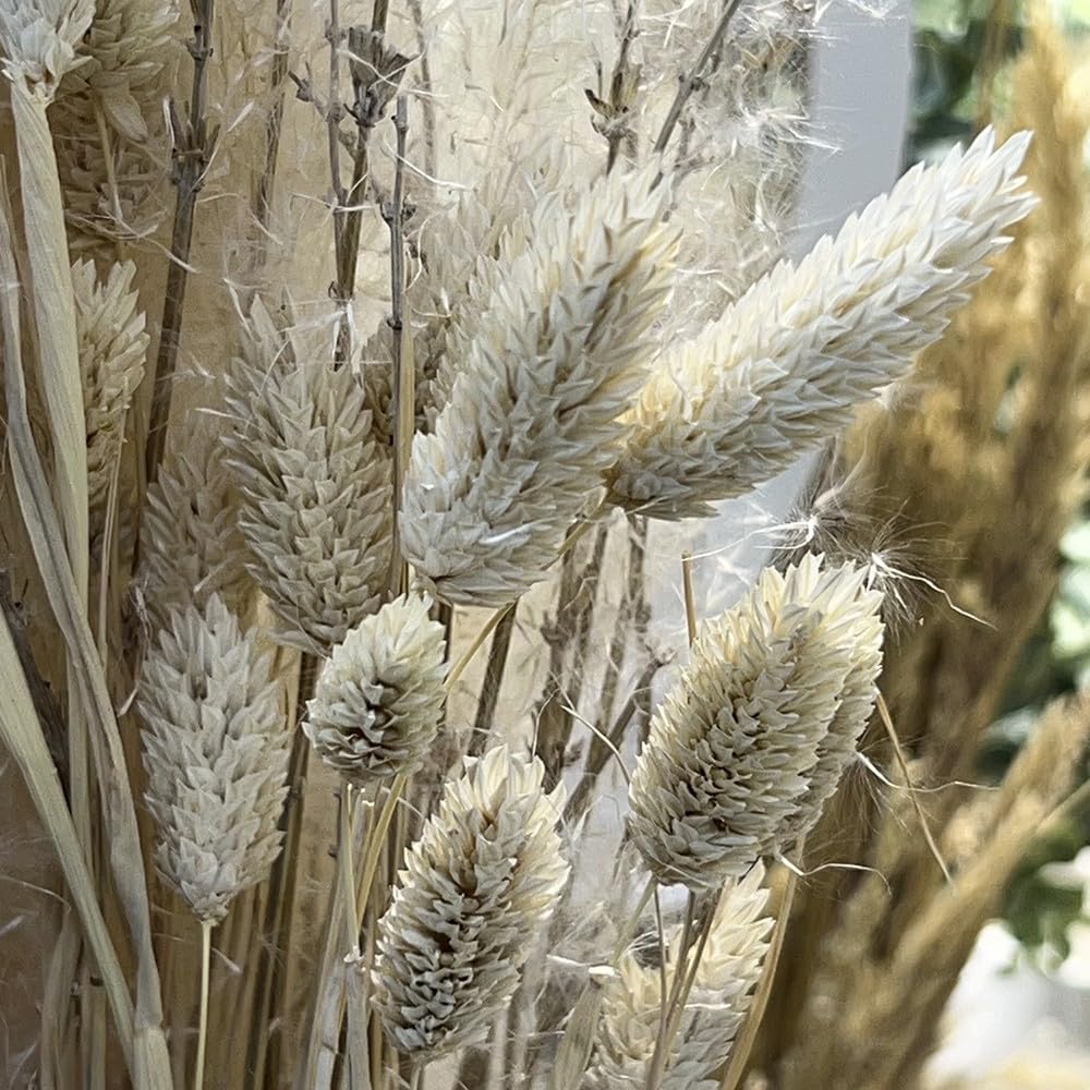 Chaks Bouquet PHALARIS SÉCHÉS Misty 64CM Blanc