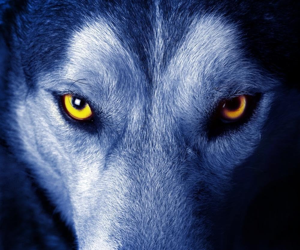 Wallmonkeys Beautiful Eyes of a Wild Wolf Wall Decal Peel and Stick Graphic WM232912 (18 in W x 15 in H)