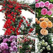 Climbing Rose Imported Flower Multicolours Seeds For Home and Kitchen Gardening Pack of 80 + Seeds for Vibrant Bloom Suitable for All Indian Season
