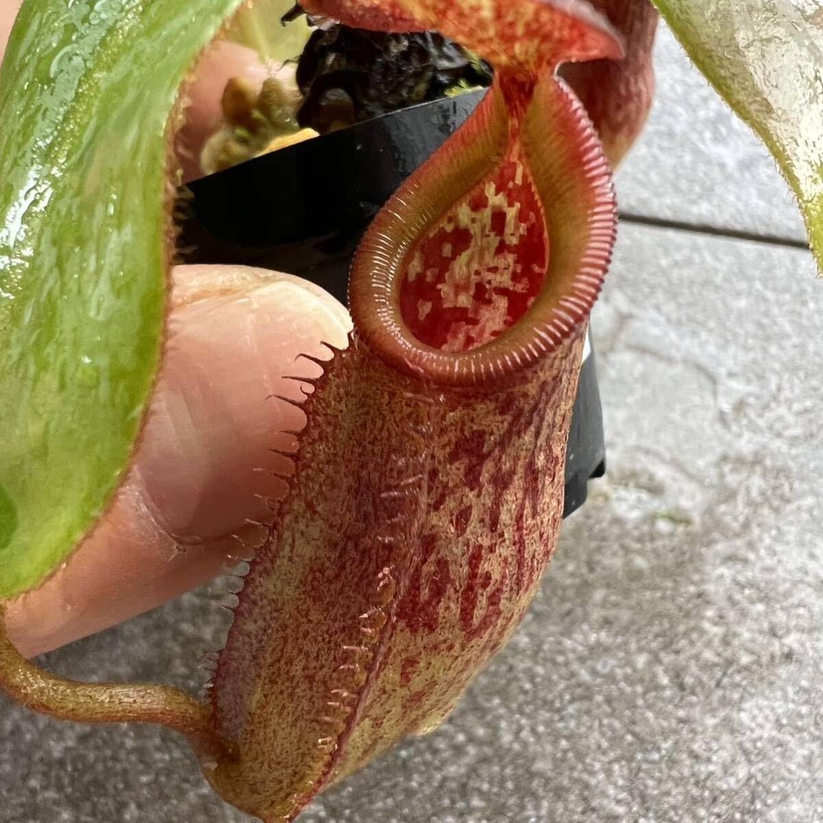 Amazon.co.jp: BE-4577 N.rajah x eymae ウツボカズラ 食虫植物 