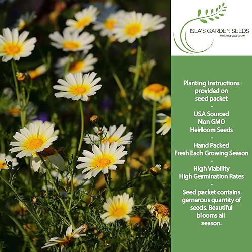 Miniatura 2 de Guirnalda de crisantemo semillas de margarita, más de 1500 semillas de reliquia por paquete, semillas de jardín de Isla (semillas de jardín de