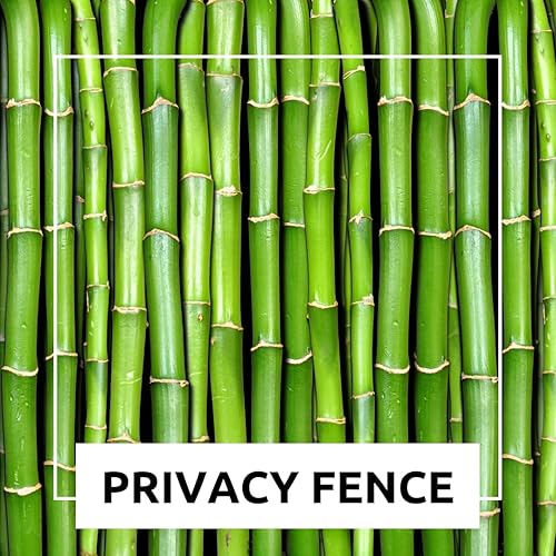 Miniatura 6 de Más de 100 semillas de bambú de madera gigante, bambú de rápido crecimiento, seto de privacidad ideal, cortavientos, paisajismo, macetas