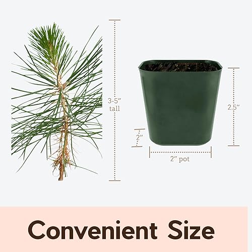 Miniatura 5 de My Shelfie - Árbol bonsái de pino negro japonés, árbol bonsái alto, plantas vivas para jardín exterior o interior, maceta de 2 pulgadas