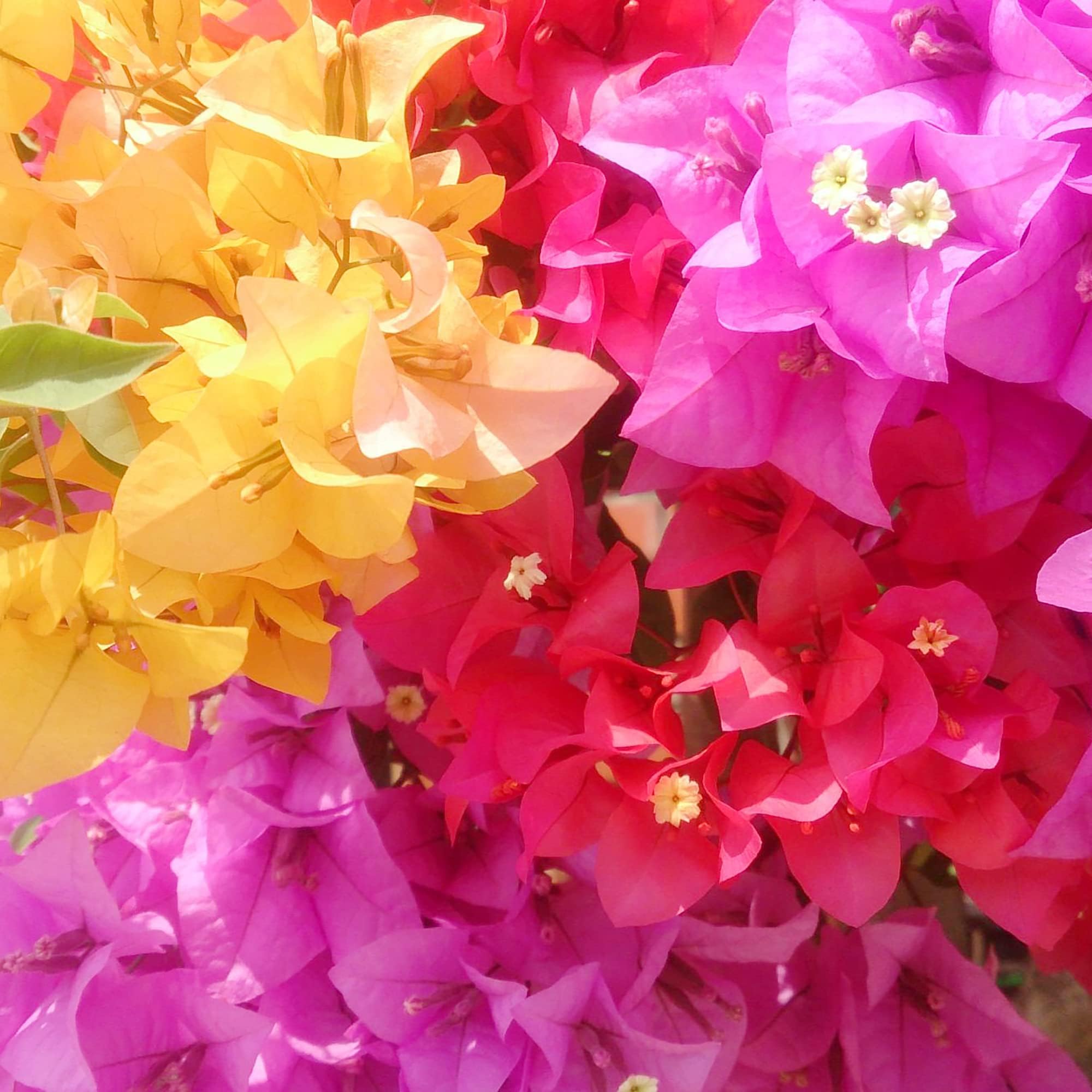 Mixed Colors Bougainvillea Seeds Perennial Ornamental Low Maintenance Fast-Growing Drought Tolerant Attracts Pollinators Fence Trellis Balcony 50Pcs Flower Seeds by YEGAOL Garden