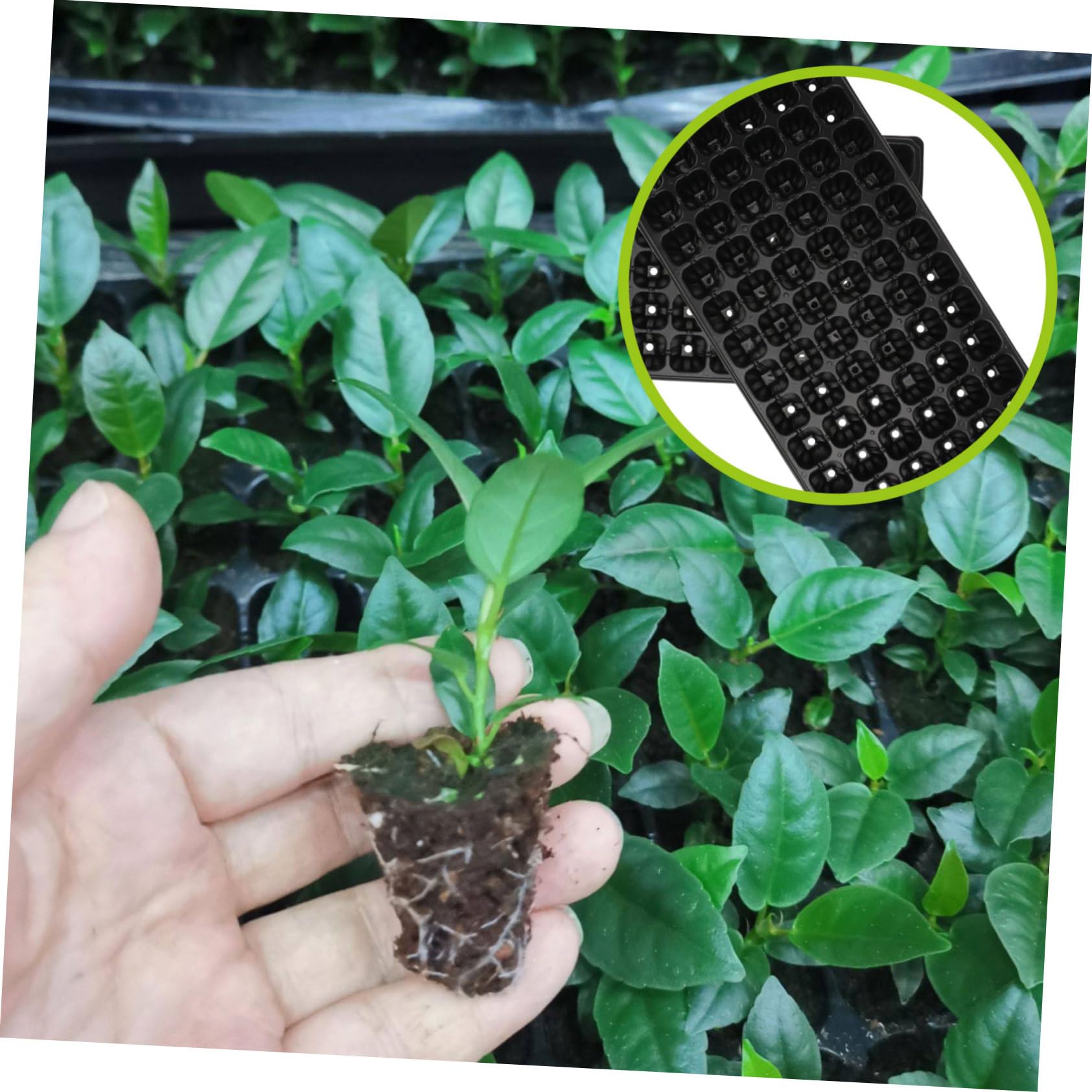Bandeja De Germinación y Cultivo Agrícola Negra De PVC 72 Agujeros, 10 Unidades, Bandeja De Cultivo Ventilada y Resistente para Semillas y Jardinería