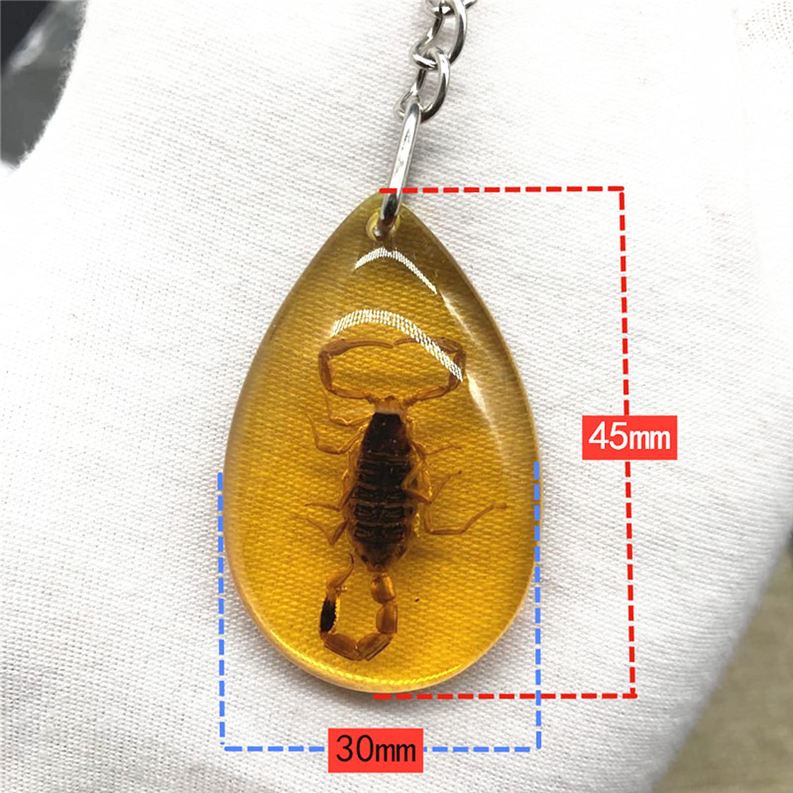Amazon.co.jp: 本物の昆虫キーホルダー動物標本コレクション 昆虫標本