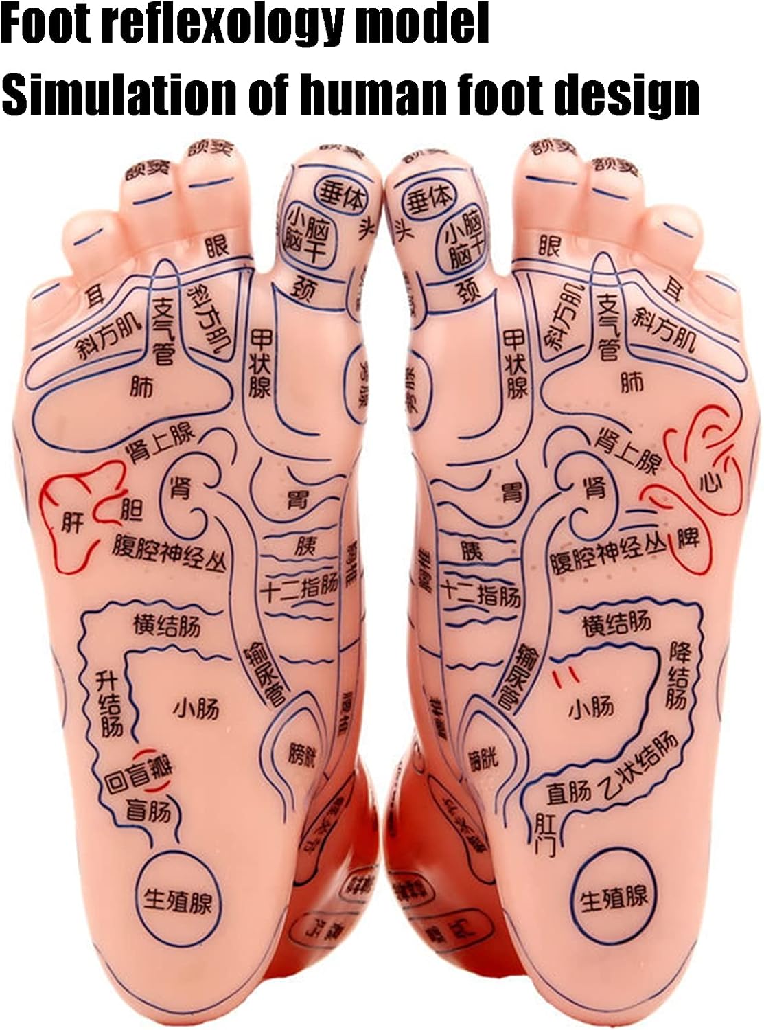 Foot Acupuncture Model, Human Feet Reflexology Acupuncture Point Massage Model Teaching Aids Lab School Supplies