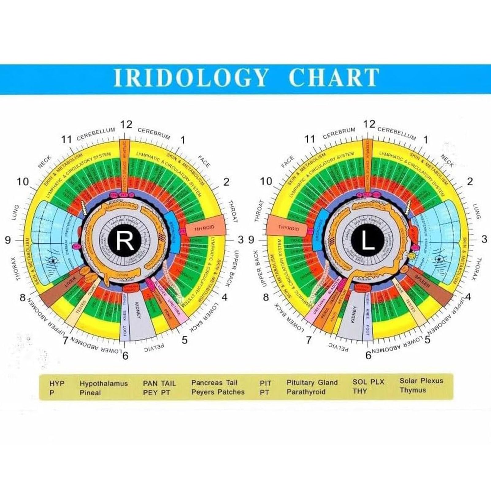 USB-Iris-Analysegerät Irisdiagnostik-Kamera mit HD-Auflösung (13 Millionen Pixel), Links-/Rechts-/USB-Lampenanalysegerät mit Iris-Software, 30-Fach Verstellbarer Fokus der Iris-Linse