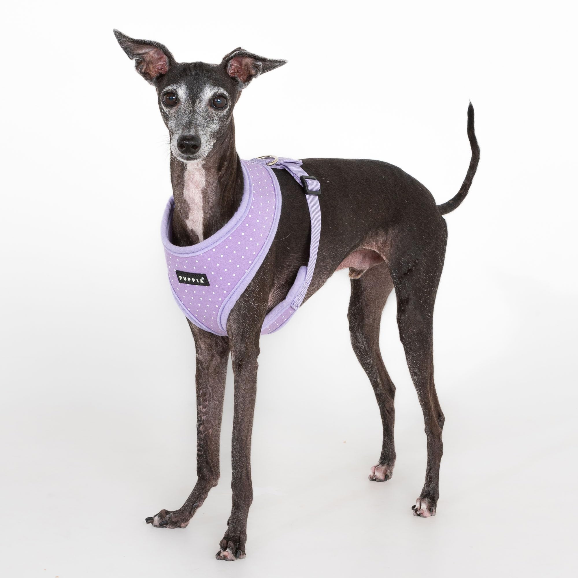 Dotty Harness A VIOLETT L