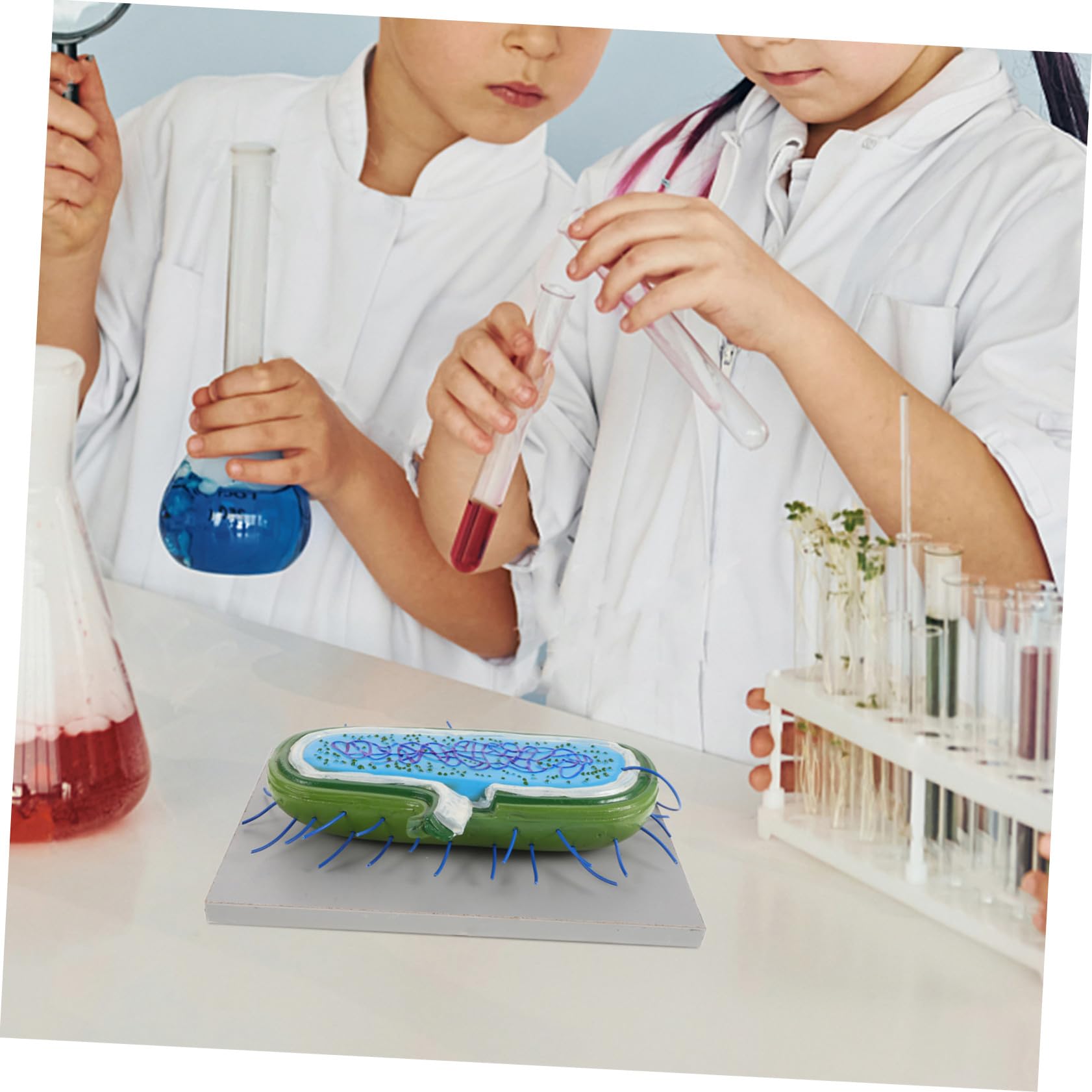 Toddmomy Anatomico di Cellule in Pvc per Insegnamento Biologico Struttura Realistica, Strumento Educativo per Laboratorio e Didattica Scolastica