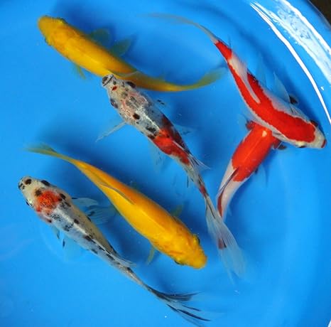 4 12 7 Cm Lot De 6 Mixtes Live Sarasa Shubunkin Jaune Comet Poisson Rouge Pour Aquarium Ou Bassin Koi Amazon Fr Animalerie 4 12 7 Cm Lot De 6 Mixtes Live Sarasa Shubunkin Jaune Comet Poisson Rouge Pour Aquarium Ou Bassin Koi Amazon Fr Animalerie