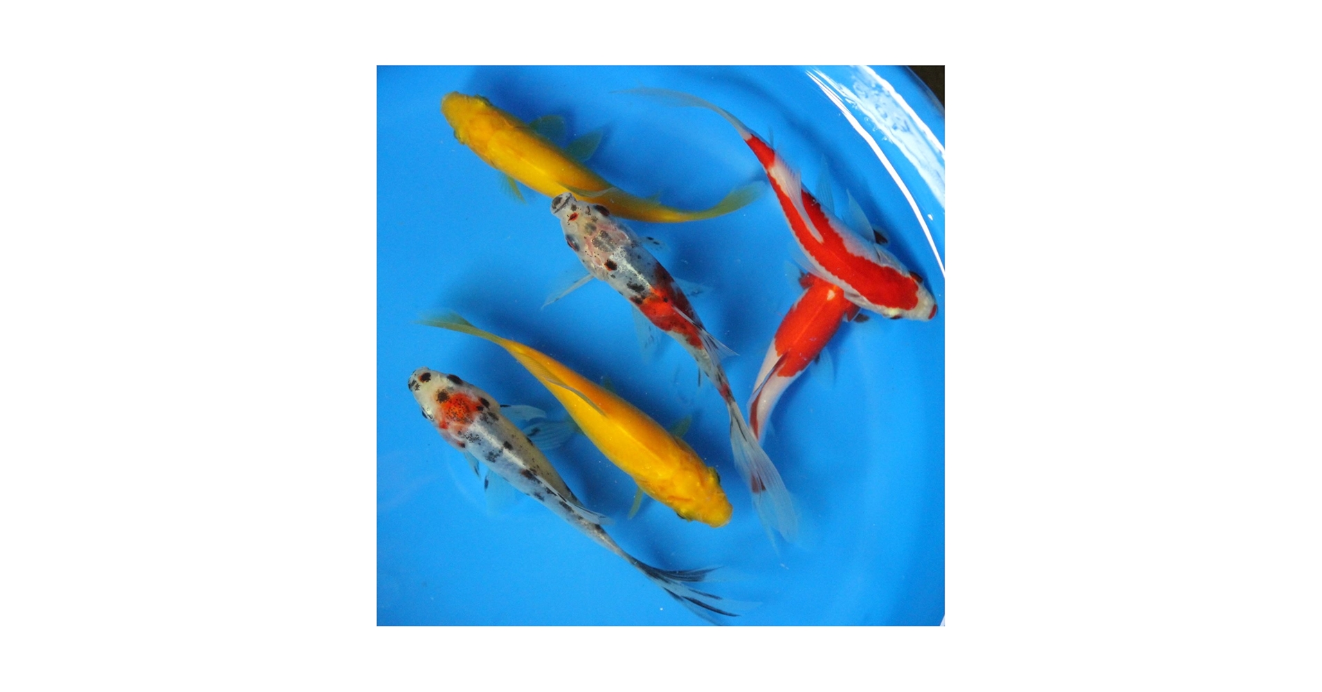 FishMum Amazon.com: 6 Pack Mixed Live 3-4 inch sarasa, shubunkin