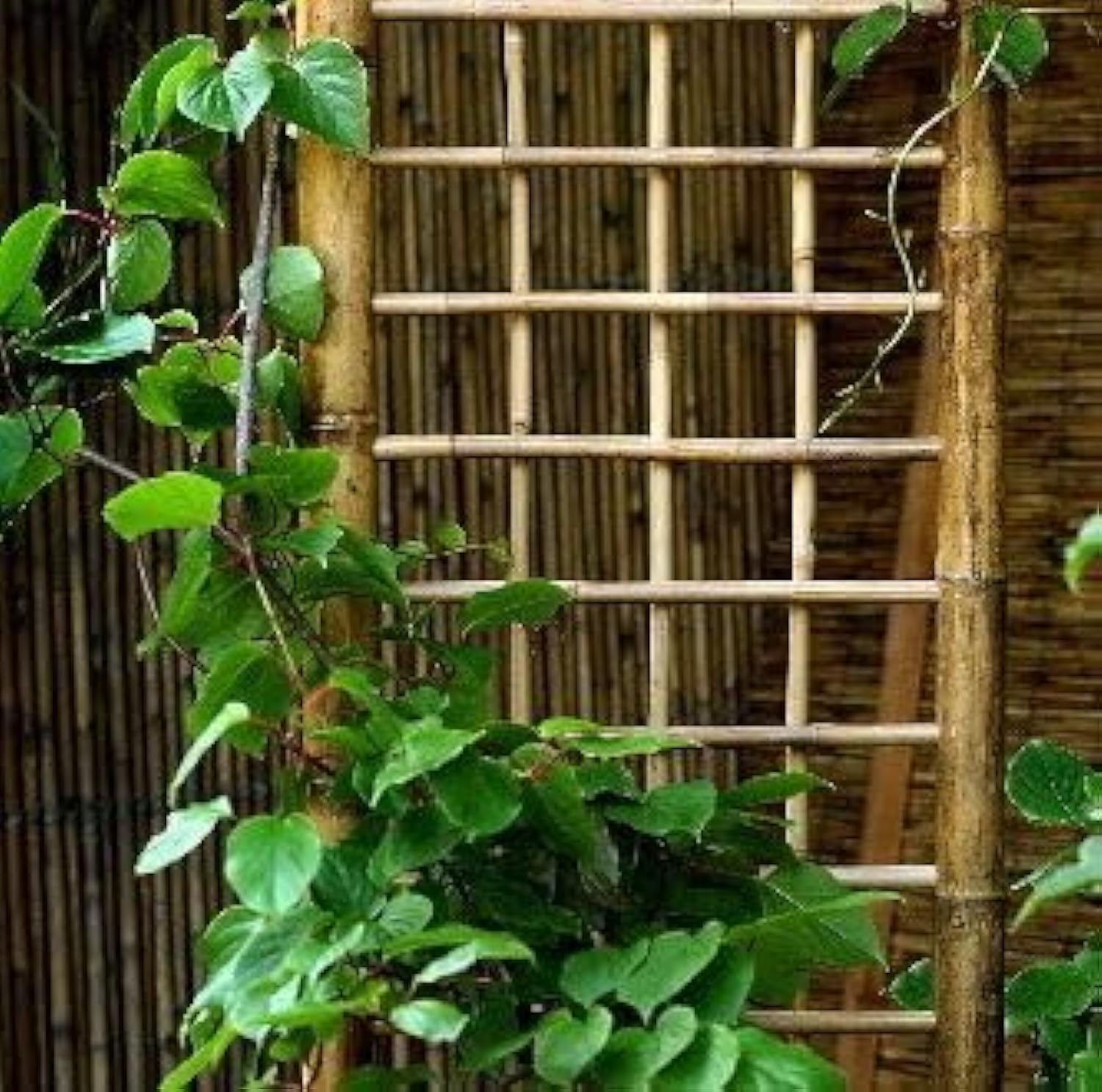 Natural Bamboo Trellis Plant Climber | Lattice Fence for Garden, Climbers, Privacy, Climbing Plants, Vine, Ivy | Hand made tied with Rope (2mtr x 1mtr)