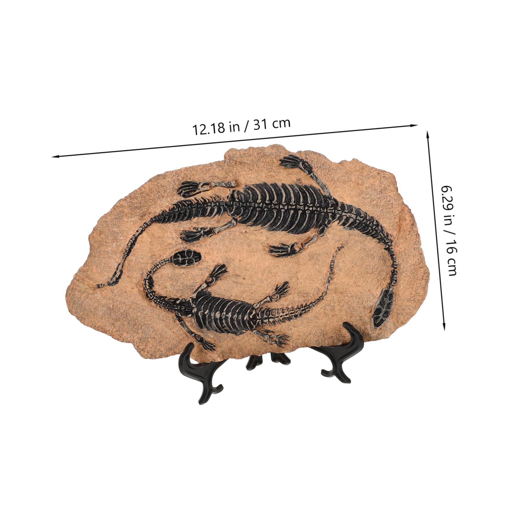 Fossili Di Dinosauro Set Di Decorazioni Ornamento Di Resina Simulazione Esemplare Di Dinosauri