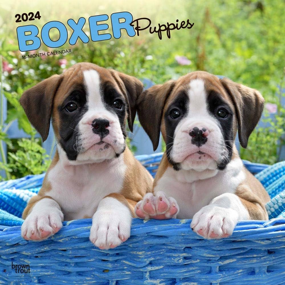 Boxer Puppies | 2024 12 x 24 Inch Monthly Square Wall