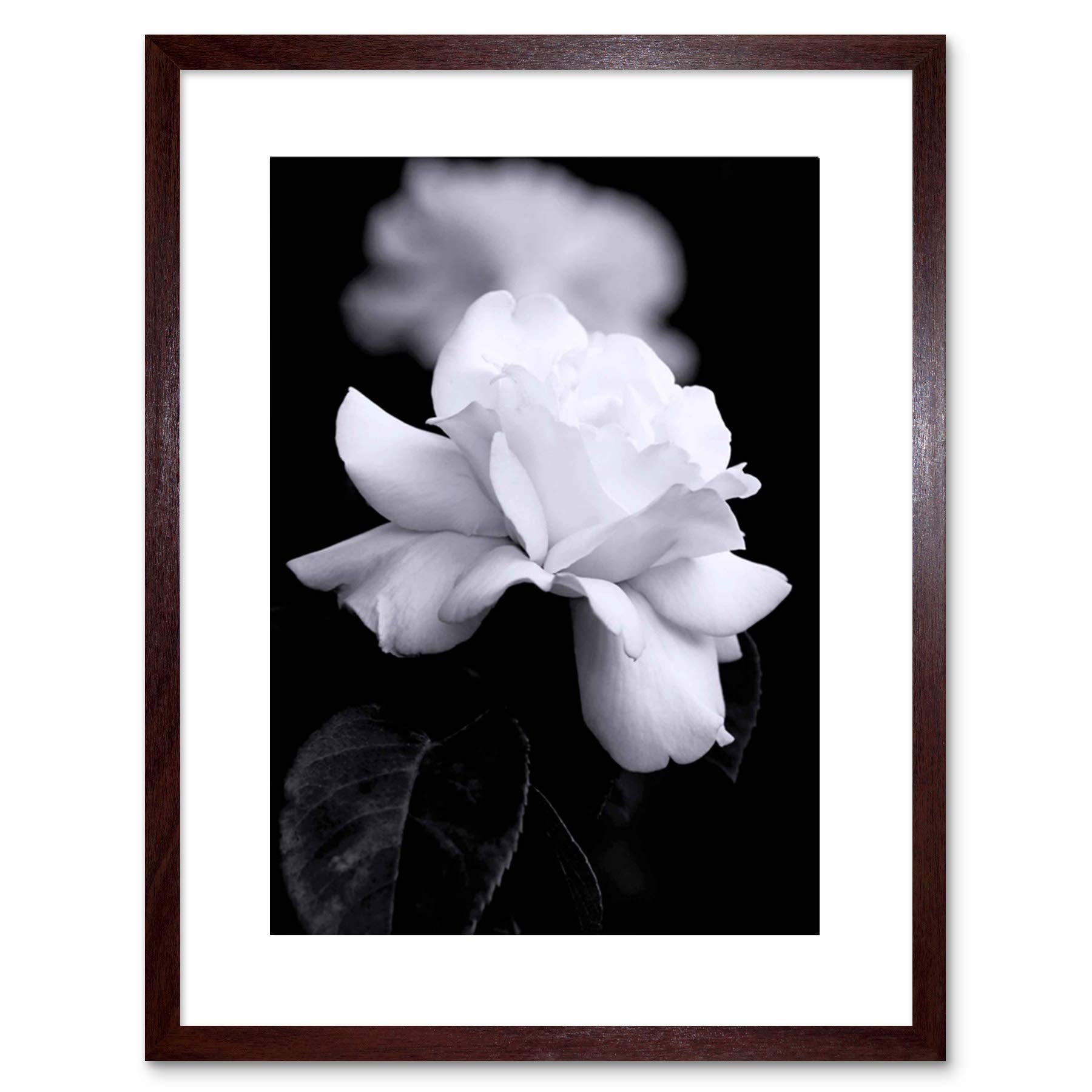 Wee Blue Coo Photo Nature Black White Rose Petal Flower Framed Wall Art Print