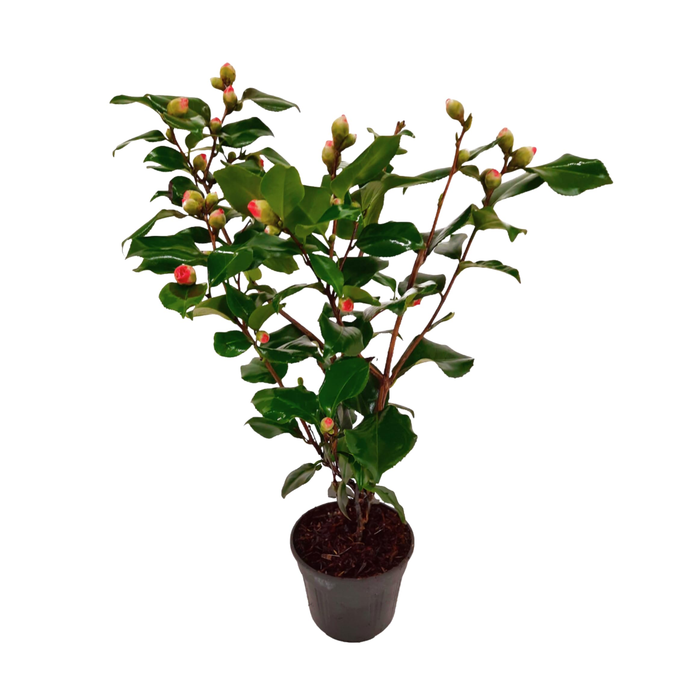 Plant in a Box - Camellia japonica 'Dr. King' - Japanische Rose - Kamelie  pflanze Winterhart - Topf 15cm - Hhe 50-60cm : Amazon.de: Garten