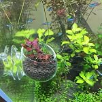 2 Crystal Glass Aquarium Plant Cup Pot Holder with 4 Suction Cups Mini Aquatic Planting Pot for Fish Tank Decor