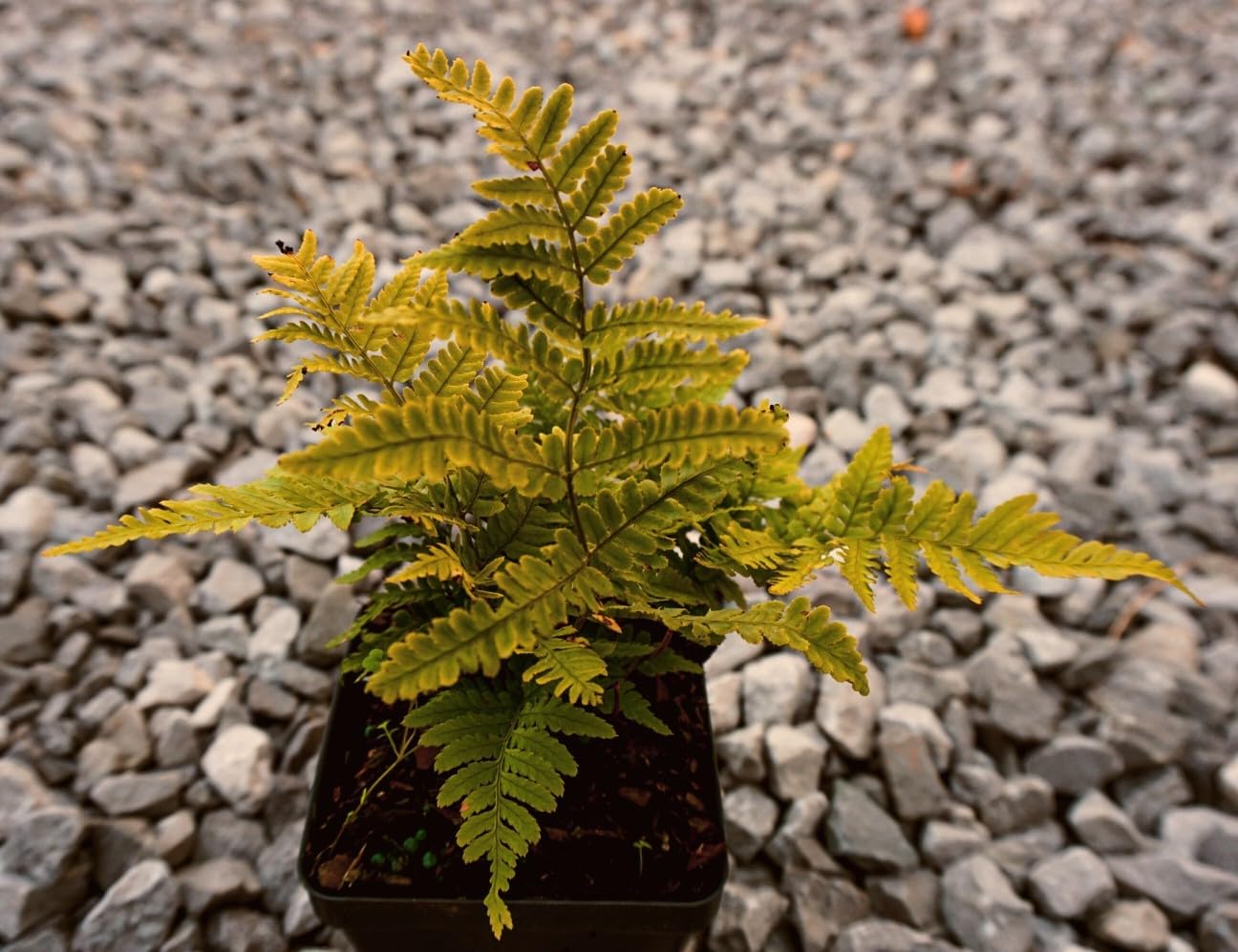 Greenwood Autumn Brilliance Fern