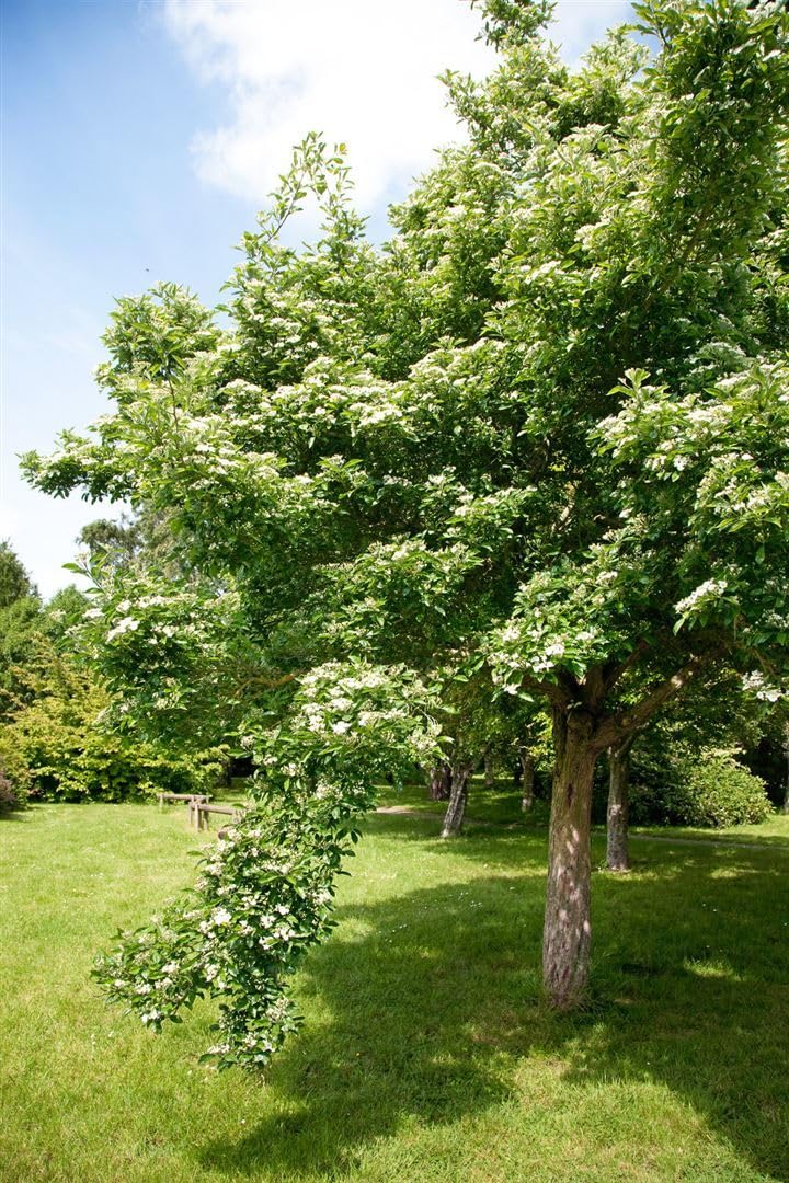 Lederblättriger Weißdorn Crataegus lavallei Carrierei 60-100 cm winterhart
