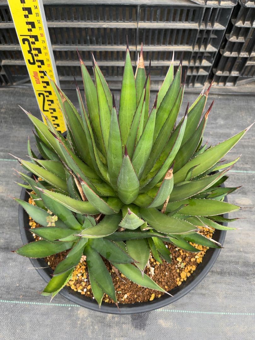 縁起物＊縁起木【万両の赤ちゃん苗3株を素敵な盆栽鉢