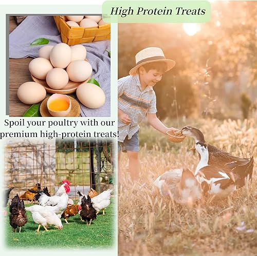 Dried Black Soldier Fly Larvae 10LB, High Calcium Chicken Feed – 85X More Calcium, Non-GMO Treats for Chickens, Laying Hens, Ducks, Turkeys, Wild Birds, Turtles(5 Pound (Pack of 1))