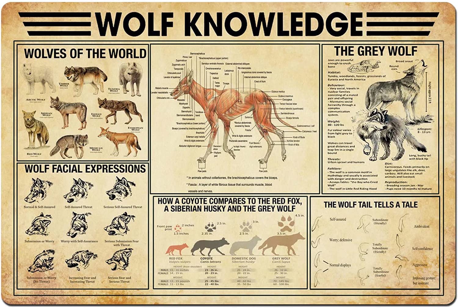 rayprint Wolf Knowledge Metal Tin Signs Retro Learn About Wolves Infographic Poster Science Educational Plaques Office Farmhouse Classroom Home Wall Decor 12x16 Inches