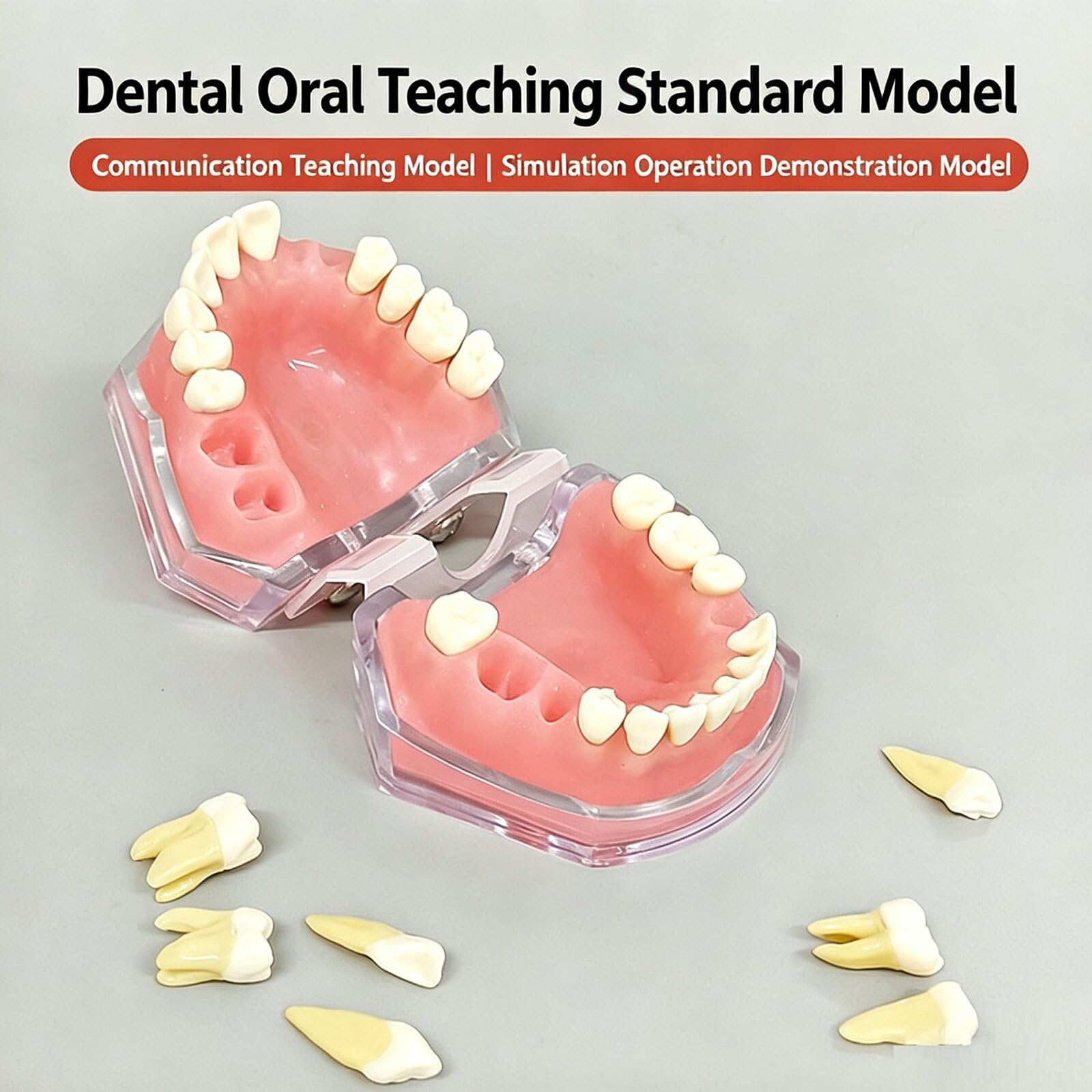 Modelo de Dientes de Demostración Dental con Todos los Dientes Removibles - Modelo de Cepillo de Dientes - Dispositivo de Entrenamiento para Estudiantes y Pacientes