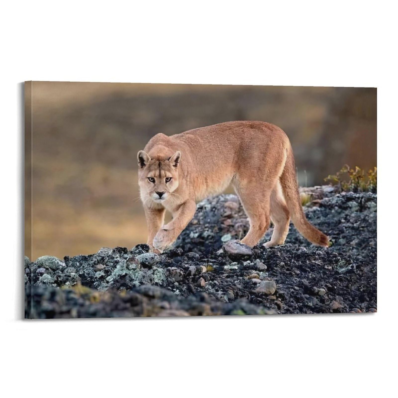 XKUGA Wild Felines Poster Cougar Big Cat Habitat Modern Decorative Canvas Prints - Ideal Wall Art for Family, Man Cave, Game Room, Boys & Girls Bedroom 20x30inch(50x75cm)