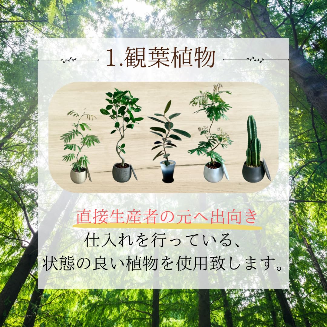 Amazon｜SUZUHA公式 Amazon限定 フランスゴムの木 9号 螺旋仕立て