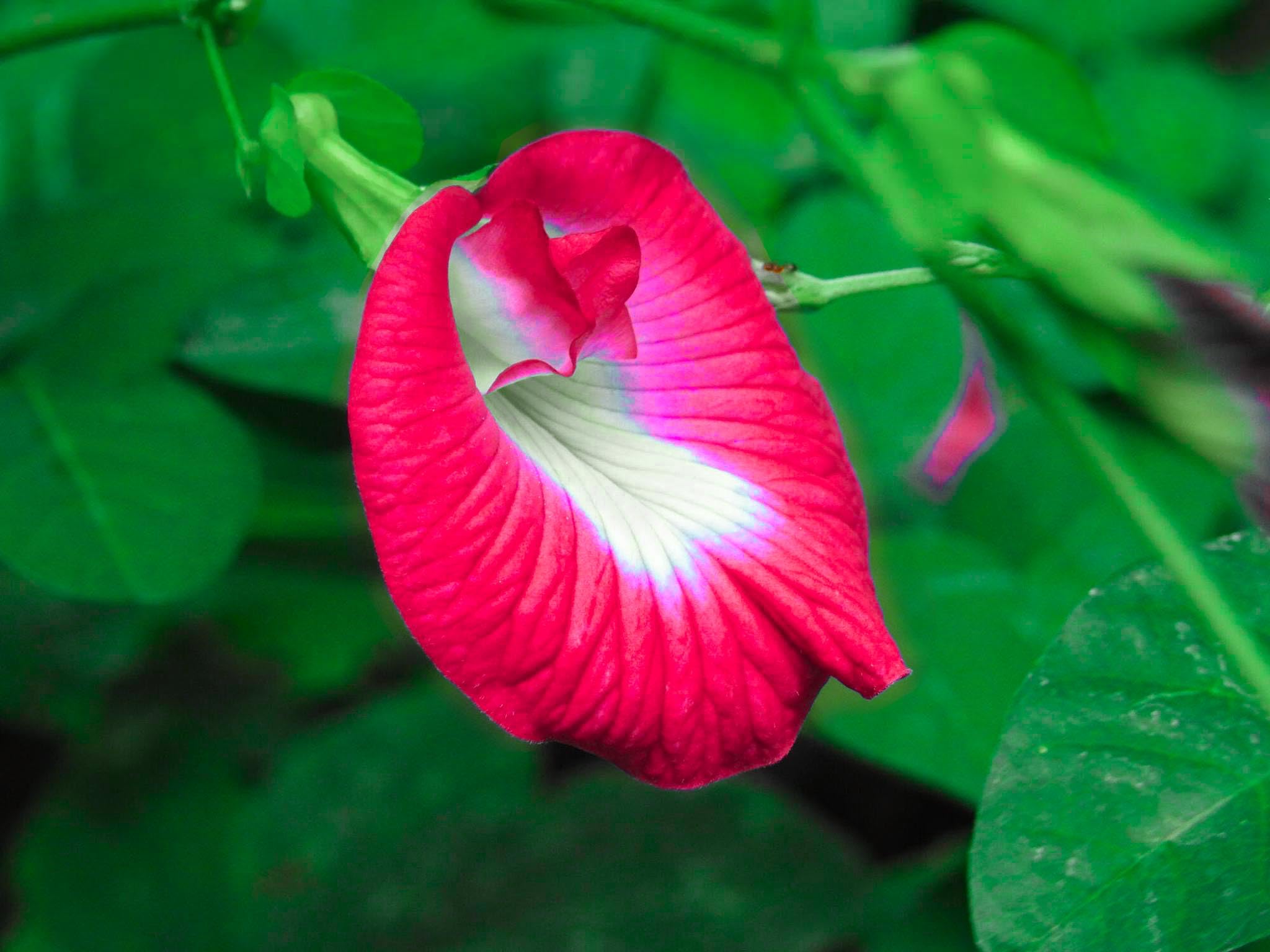 Red Aparajita Flower Live Plant, Live Plant for Red Aparajita, Plant Sapling (Pack of 1) (B0D8FW7Y2H) Amazon Price History, Amazon Price Tracker