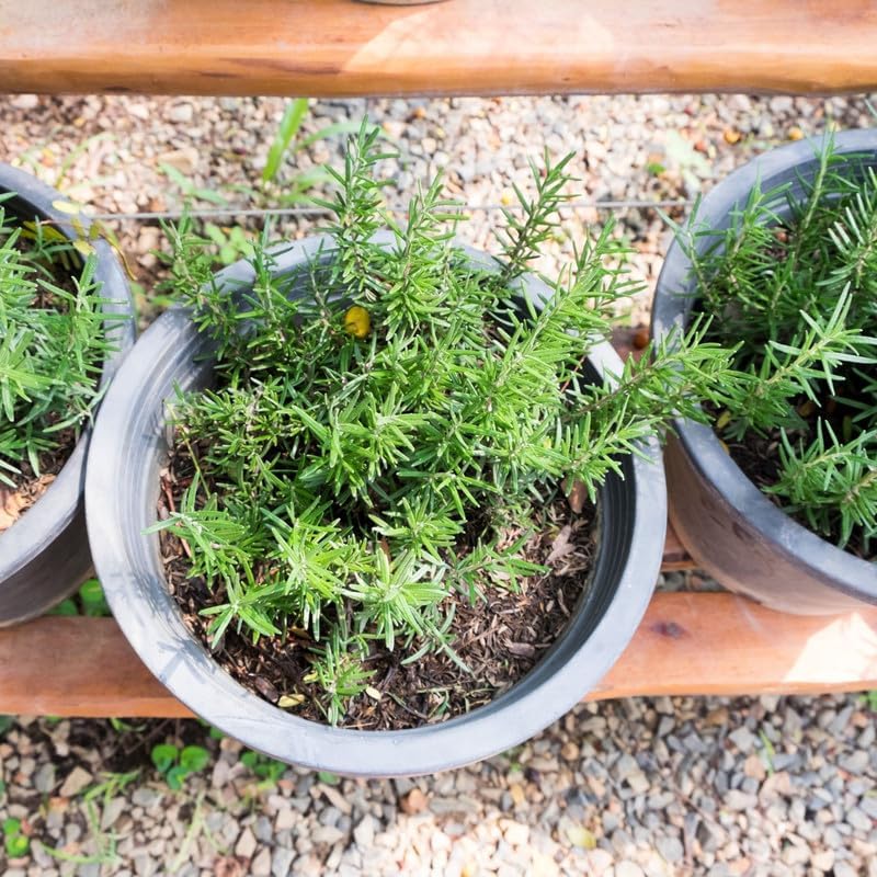 Miniatura 2 de Planta de Romero en Maceta de 4 Pulgadas, Plantas Aromáticas para Siembra en Interior y Exterior, Plantas Perennes Vivas de Romero