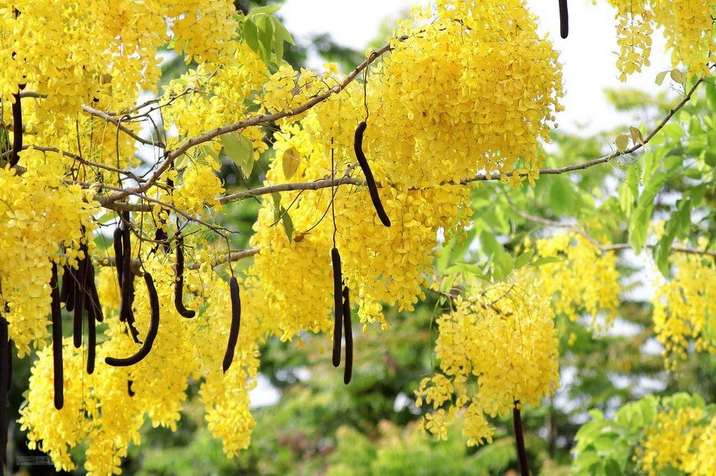 OhhSome Gardens Rare Cassia Fistula Golden Shower Tree Kanikkonna Ornamental Flowering Live Plant (B09N9CJ2DX) Amazon Price History, Amazon Price Tracker