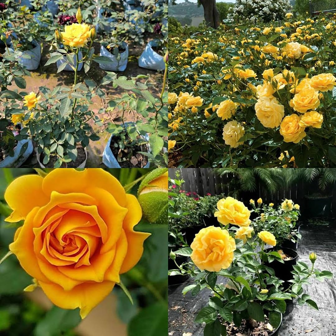 See full amazon price history chart for Ariya Rare Grafted English Rose Plant" Comtes De Champagne" Rich Yellow Color Double rose 1 Healthy Live Plant for Home Garden in poly bag 1.5-2 feet hight Ariya Rare Grafted English Rose Plant" Comtes De Champagne" Rich Yellow Color Double rose 1 Healthy Live Plant for Home Garden in poly bag 1.5-2 feet hight (B0BK6XW2HQ) Amazon Price History, Amazon Price Tracker