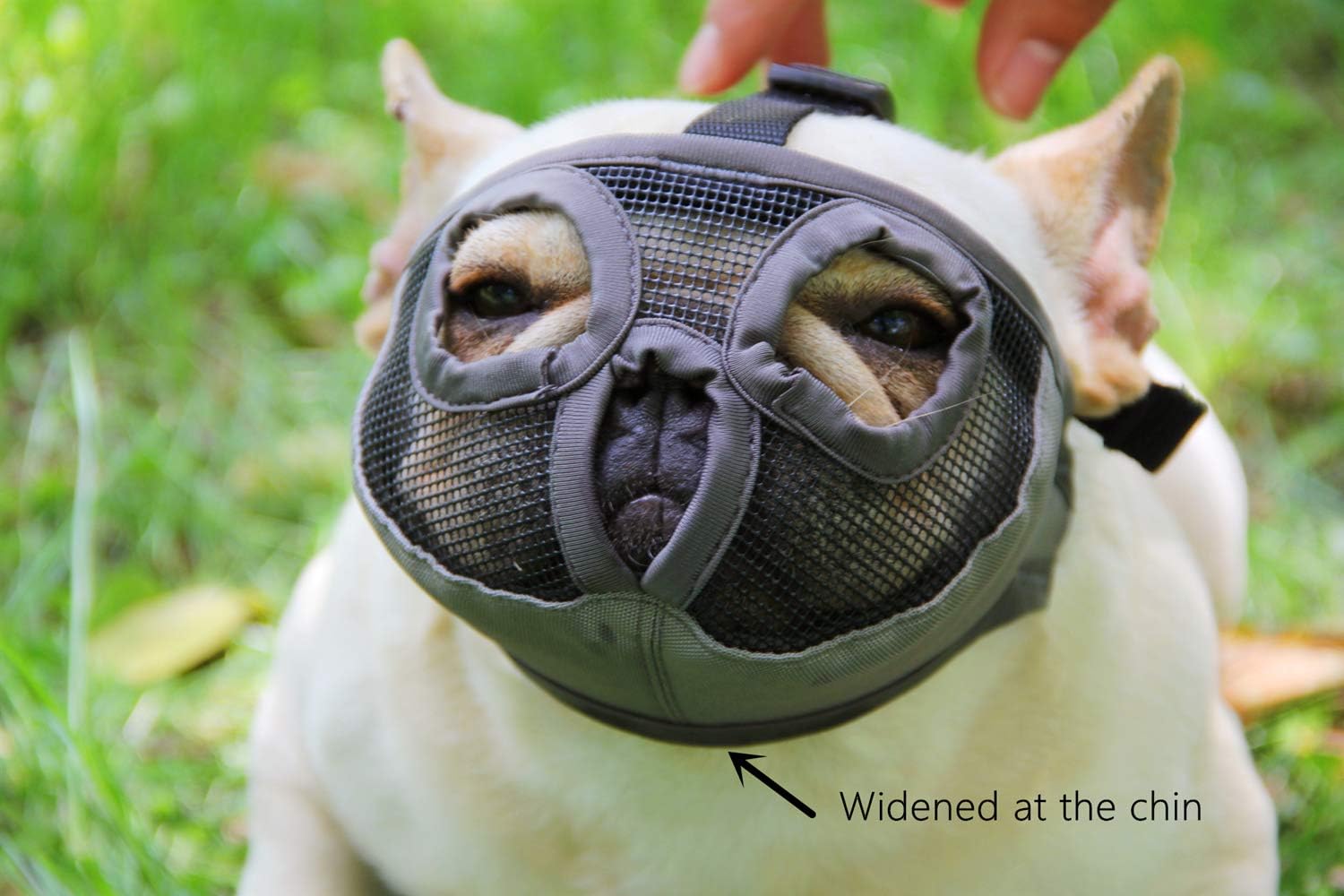 Can You Muzzle A Boston Terrier